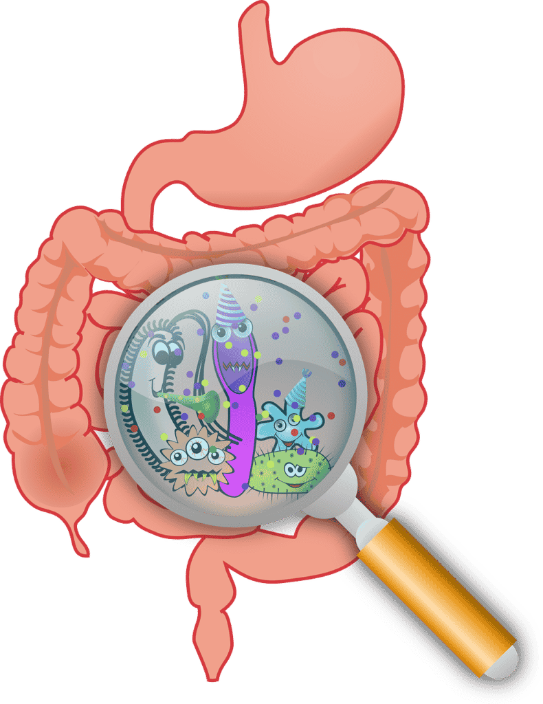 anatomy, bacteria, bacterium-160524.jpg