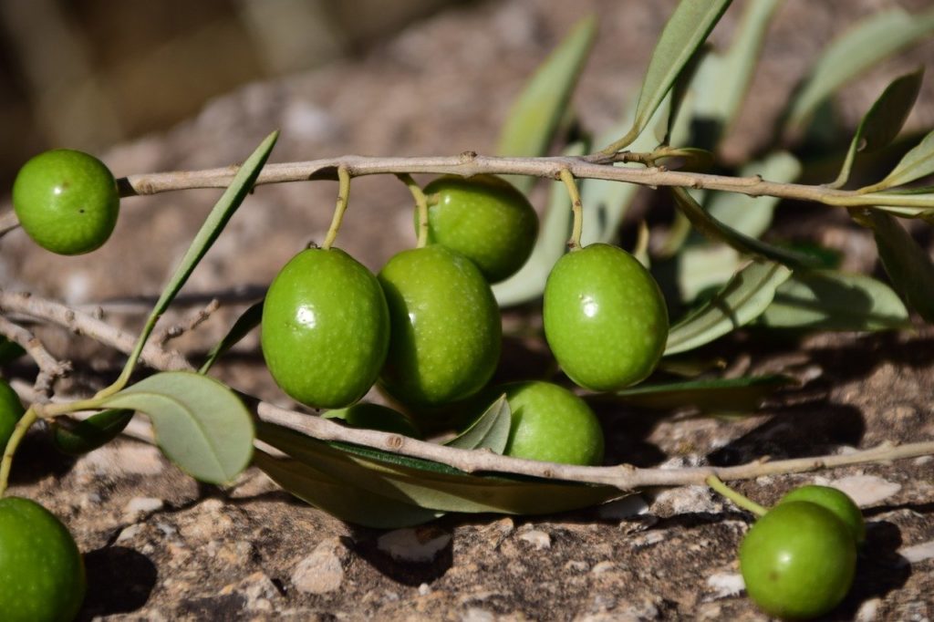 olives, green, green olives-1757221.jpg